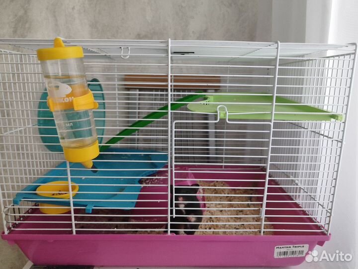 Хомяк с клеткой