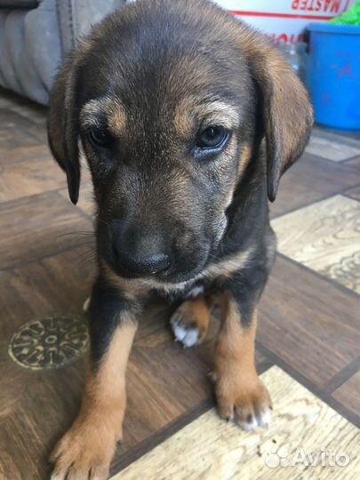 Отдам бесплатно щенки