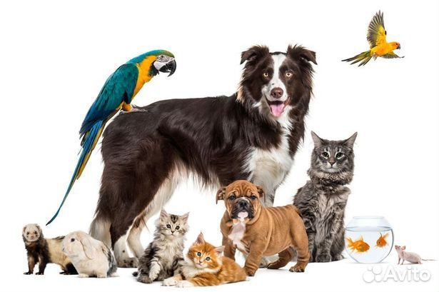 Кремация домашних животных