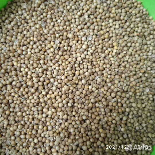 Кориандр плоды цельные Россия