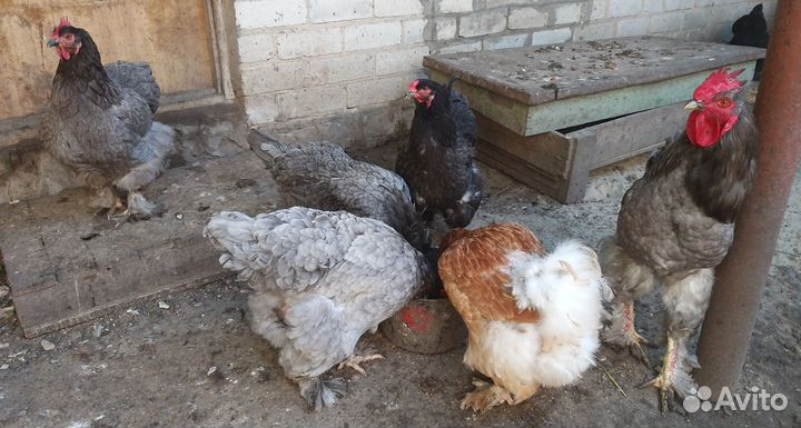 Яйцо инкубационное