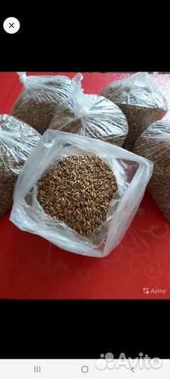 Расторопша семена (семя)