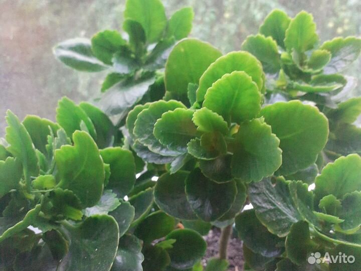 Каланхоэ цветущий