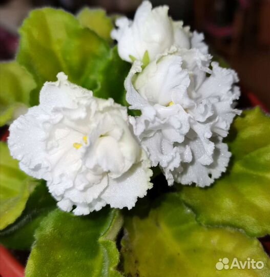 Фиалка Букет Невесты