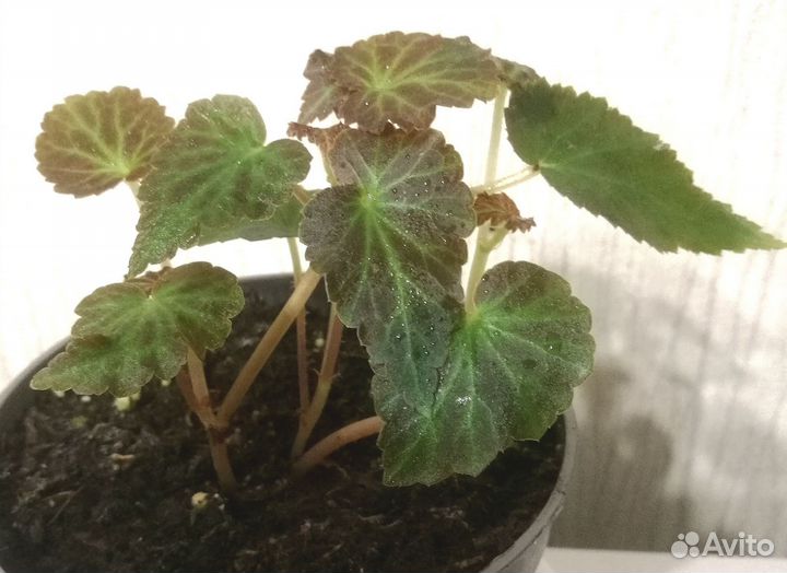 Бегонии Беллеконии