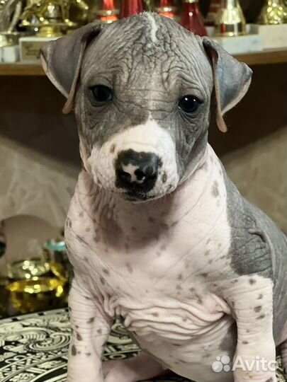 Красивущие щенки ксоло стандарт