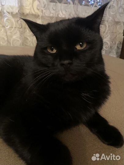 Британская