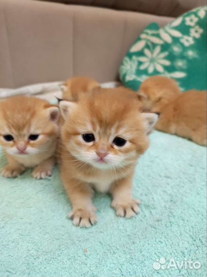 Котята золотая шиншилла