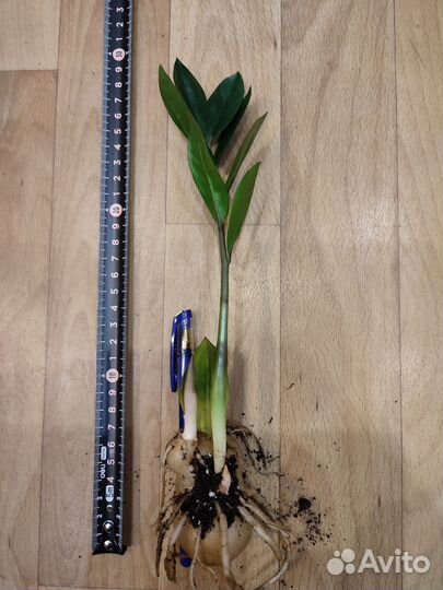 Замиокулькас