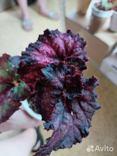 Бегония декоративно лиственная