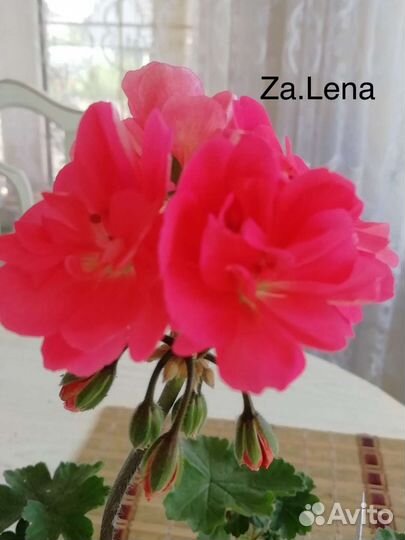 Пеларгония герань зонартик Za lena