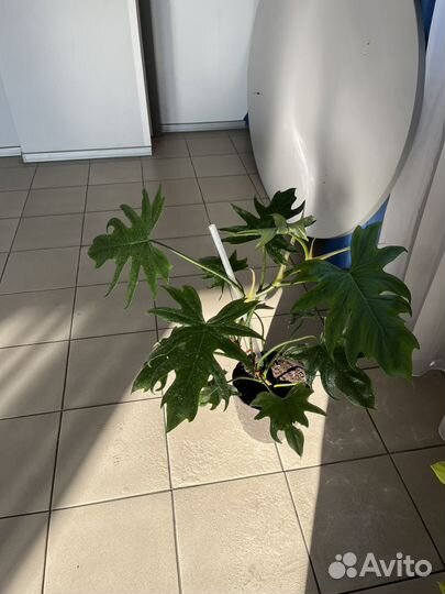 Филадендрон