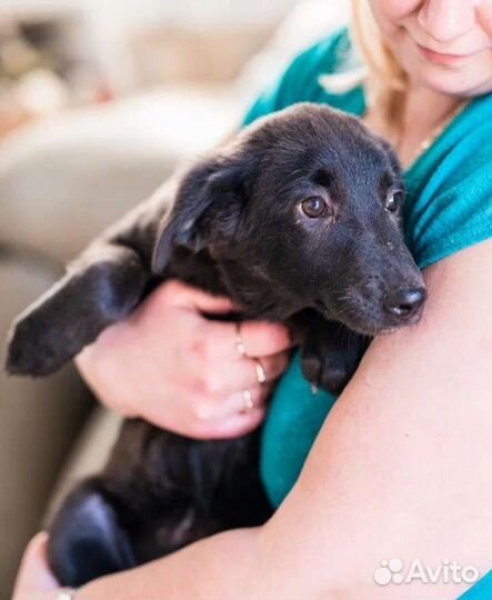 Собаки в отлове