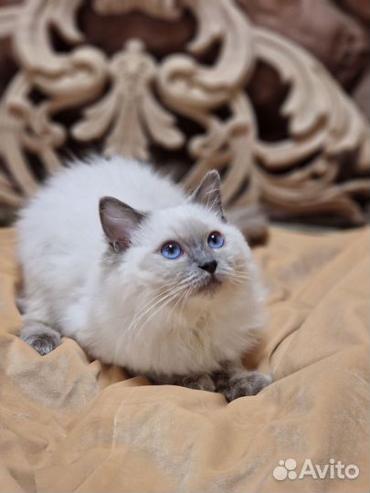 Котенок регдолл мальчик 3,5 мес