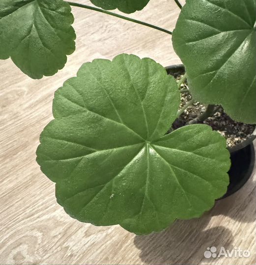 Герань пеларгония