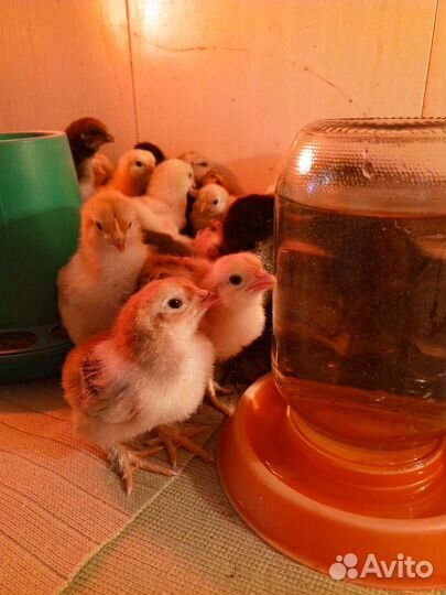 Цыплята