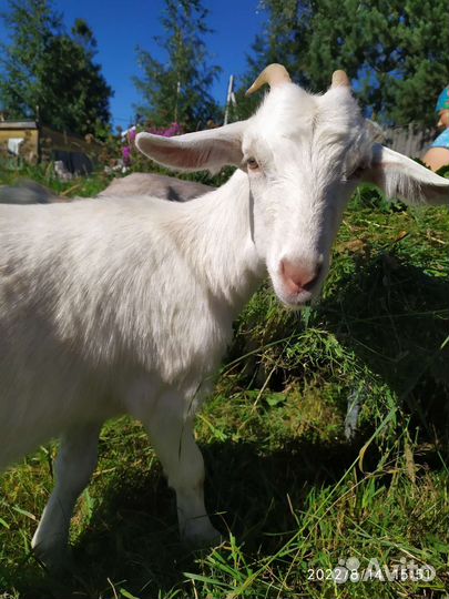 Коза дойная, козочка, козлёнок, козел