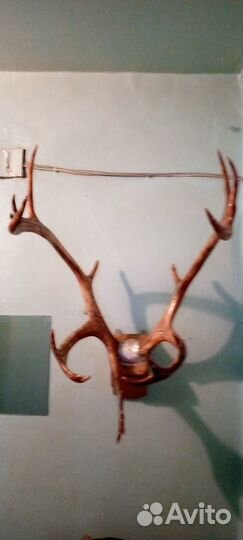 Продам рога оленя