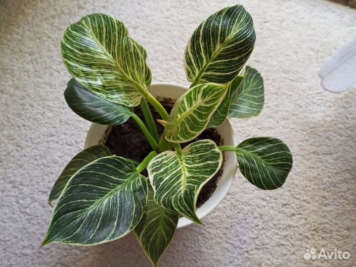 Филодендрон биркин