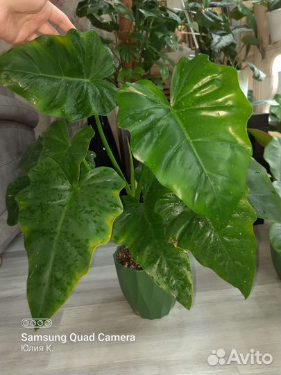 Филодендрон
