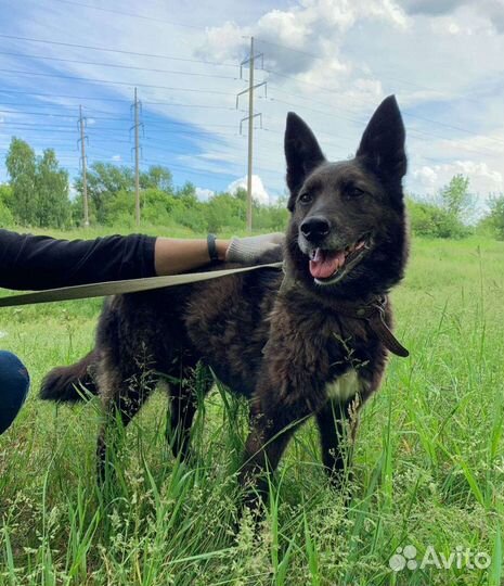 Мечтает о доме