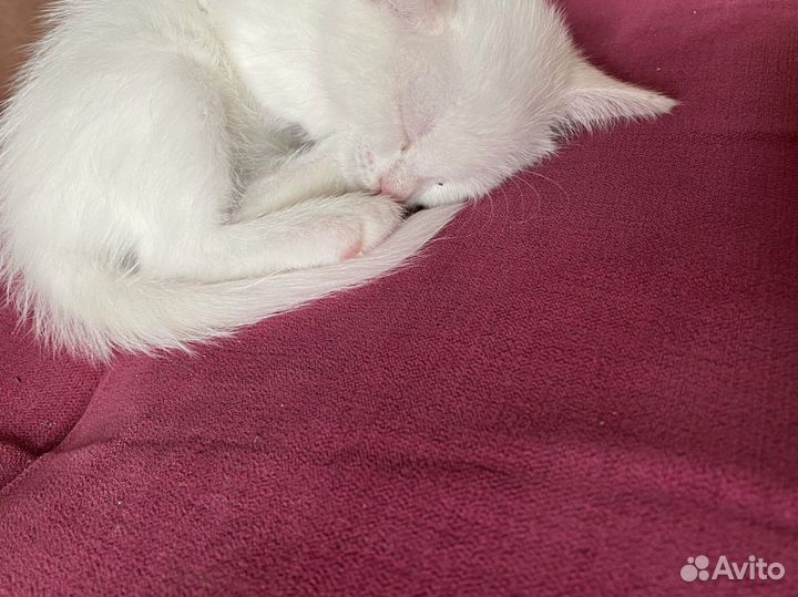 Кошка
