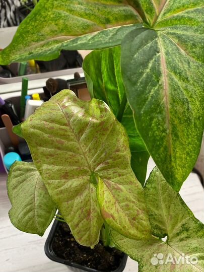 Сингониум конфетти