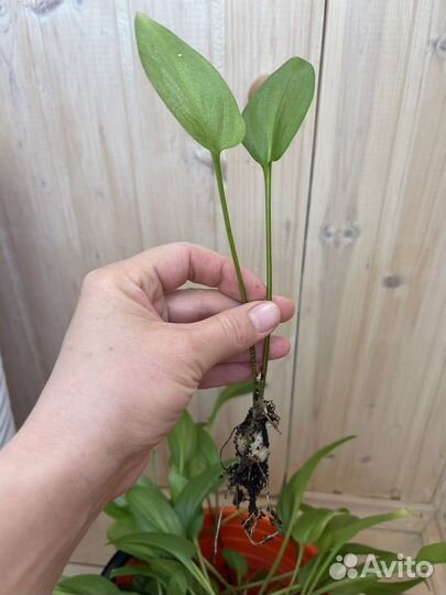 Дримиопсис отростки