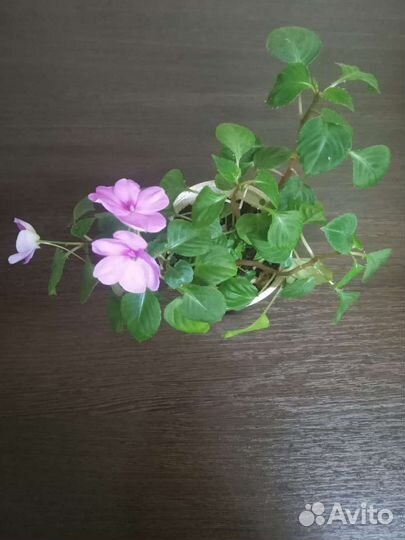 Комнатные цветы