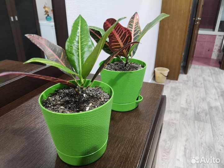 Кротон пестрый или Кодиеум пестрый