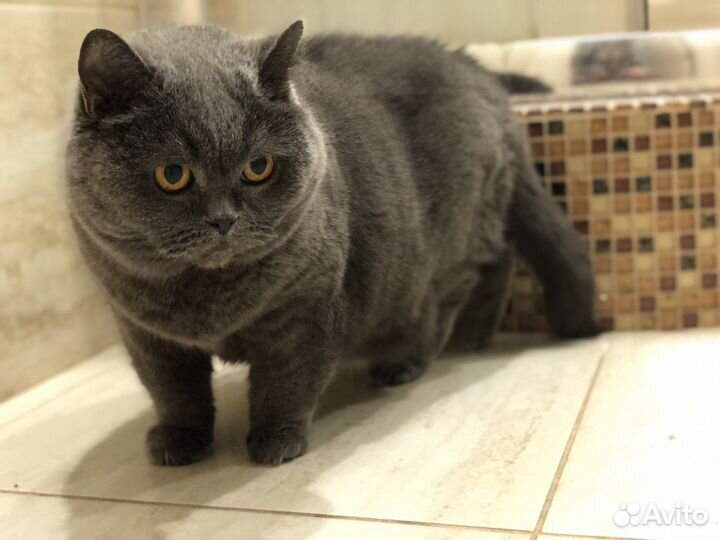 Британская кошка отдам
