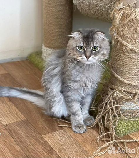 Мурчелло ищет друга