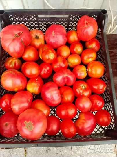 Помидоры свежие домашние