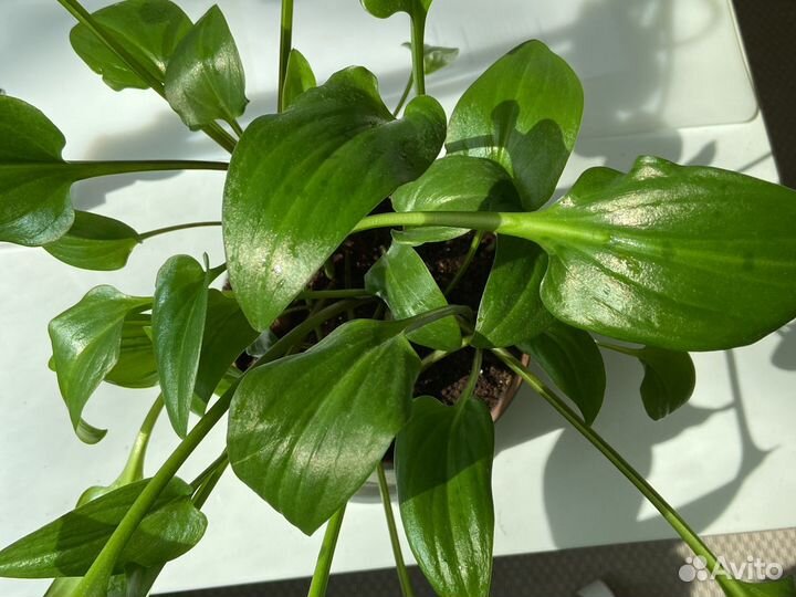 Цветок комнатный Дримиопсис