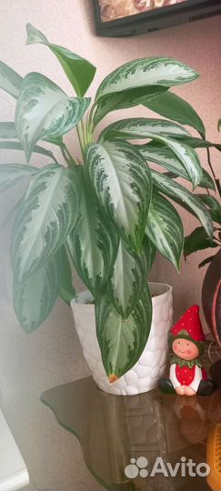 Комнатные растения цветы большие