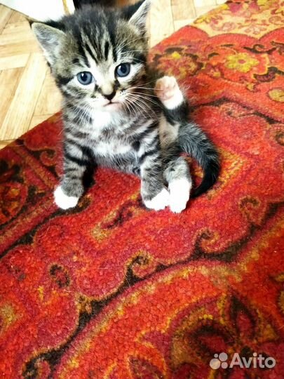 Отдам в добрые руки