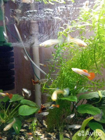 Рыбки гуппи, сомики анциструсы