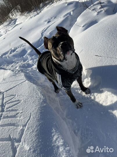 Вязка стаффорд