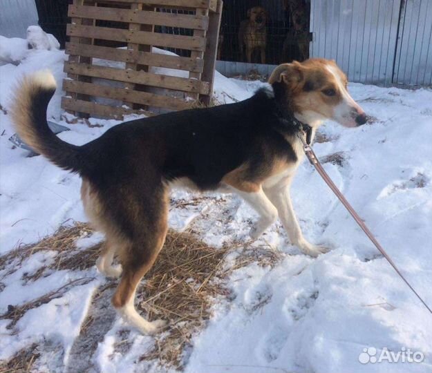 Отличный кобелек Тони в добрые руки