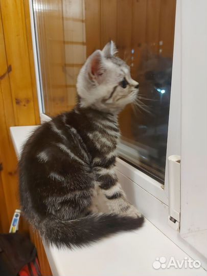 Шотландская девочка