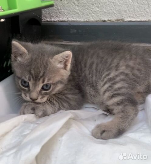 Котенок с характером) Метис британки