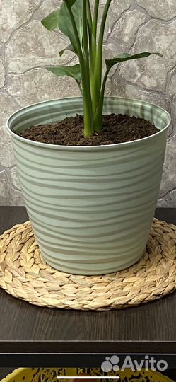 Кашпо горшок для цветов