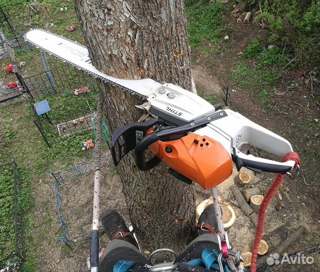 Спил деревьев