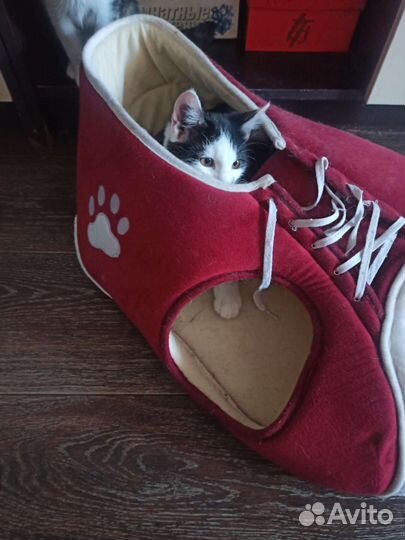 Котик из Солнечного