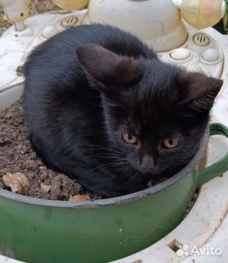 Черный котенок девочка