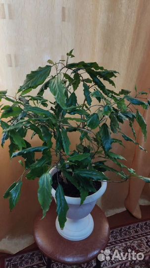 Дендробиум