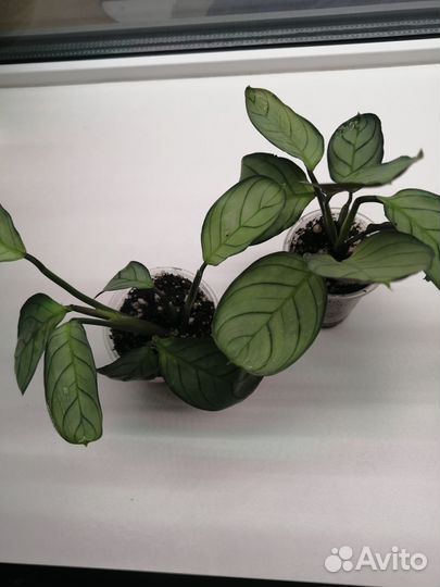 Ктенанта Амагрис/ Ctenanthe Amagris