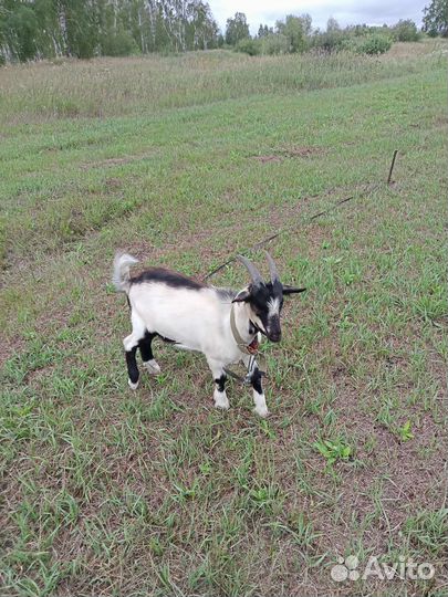 Альпийские козы