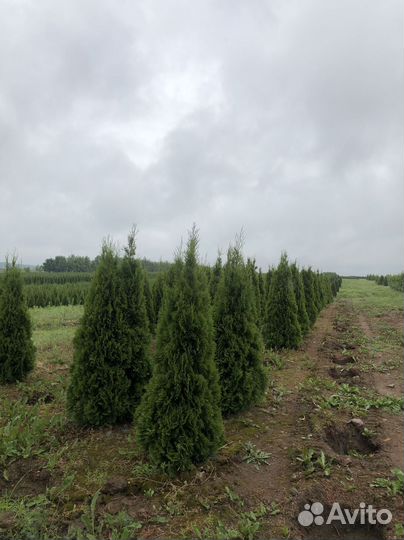 Туя Смарагд