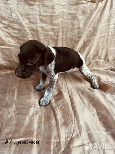 Щенки курцхаара